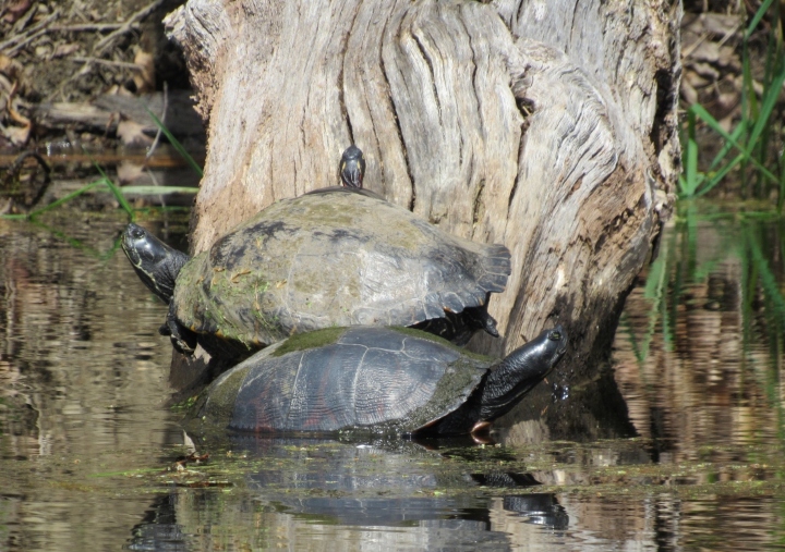 Midland Painted Turtle, melanistic Red-eared Slider and Northern Red Bellied Cooter